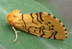 Chrysoecia atrolinea