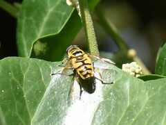 Myathropa florea