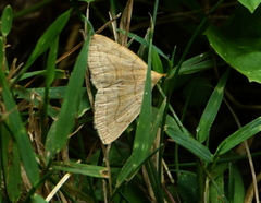 Zanclognatha pedipilalis
