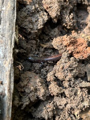 Plethodon serratus