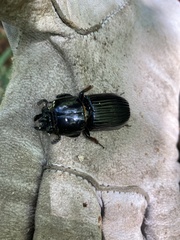 Odontotaenius disjunctus