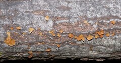 Myxarium nucleatum