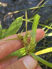 Carex vestita