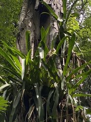 Aechmea bracteata