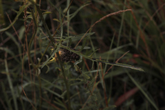 Centaurea orientalis