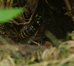 Vespula vidua