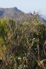 Indigofera filifolia