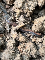 Plethodon serratus