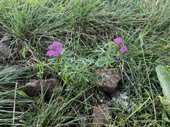 Glandularia chiricahensis