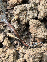 Plethodon serratus