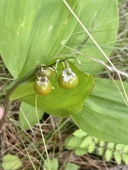 Convallaria majalis