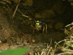 Vespula vidua