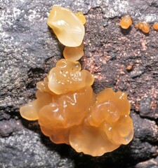 Myxarium nucleatum