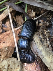 Odontotaenius disjunctus