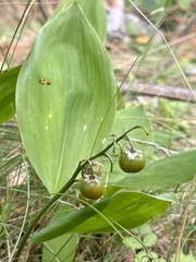 Convallaria majalis