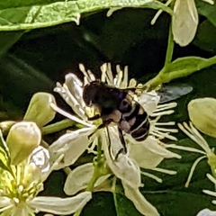 Eristalinae
