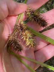 Carex lurida