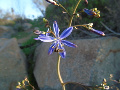 Austroscaeva occidentalis