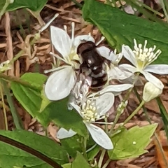 Eristalinae