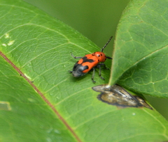 Tetraopes melanurus