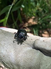 Odontotaenius disjunctus