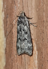 Anacampsis populella