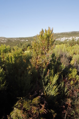 Leucadendron xanthoconus