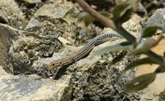 Podarcis guadarramae