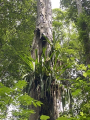 Aechmea bracteata