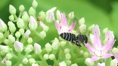 Megachile rotundata