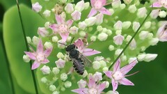 Megachile rotundata