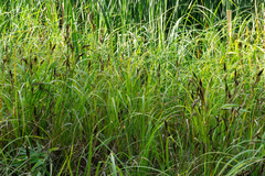 Carex riparia