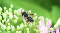 Megachile rotundata