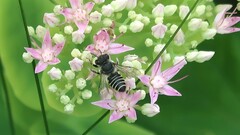Megachile rotundata