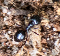 Lasius fuliginosus