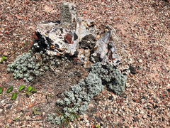 Crossostephium chinense