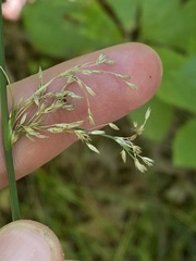 Coleataenia anceps anceps