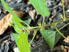Acalypha