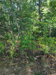 Aureolaria pedicularia