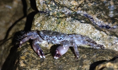 Pachygrapsus marmoratus