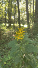 Verbesina occidentalis
