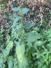 Urtica dioica