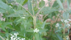 Neolasioptera perfoliata