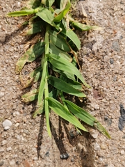 Digitaria ischaemum