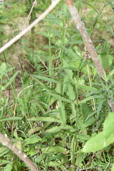 Pedicularis lanceolata