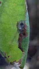 Clubionidae
