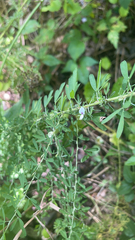 Lespedeza cuneata