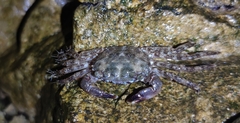 Pachygrapsus marmoratus
