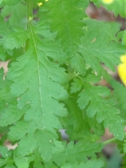 Aureolaria pedicularia