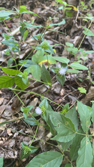 Elephantopus carolinianus